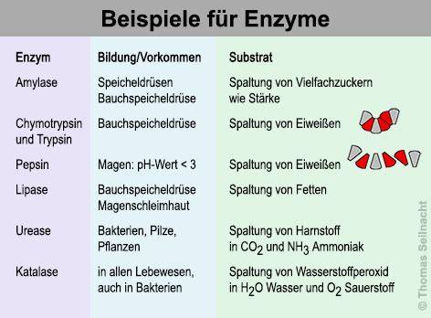 Enzyme im Honig: Übersicht und biochemische Funktionen