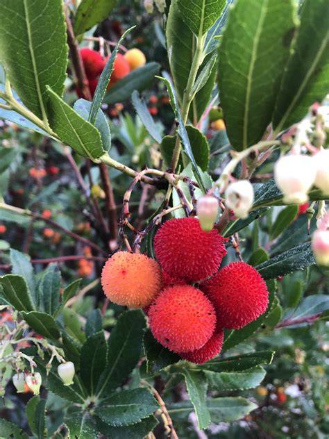 Erdbeerbaum im Garten