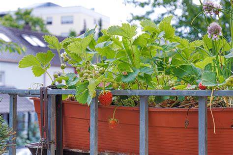 Erdbeeren im Sommer auf einem Marktstand