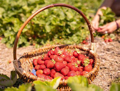 Erdbeeren pflücken: Tradition und Genuss für die Familie