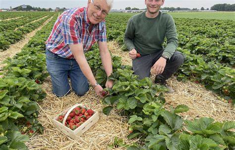 Erdbeeren pflücken auf dem Feld, Marktfund, Zutaten für das Dessert