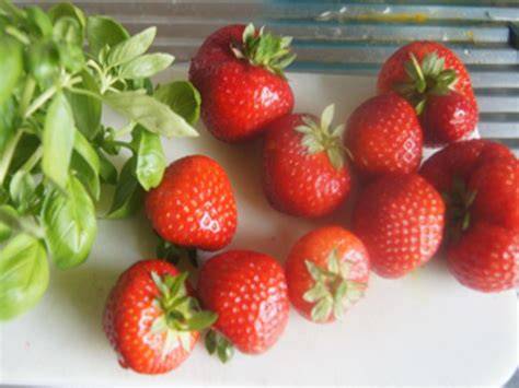 Erdbeeren und frisches Basilikum