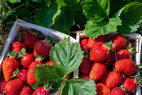 Erdbeerernte und Marmeladenherstellung zuhause