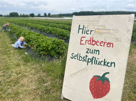 Erdbeerfeld im Frühsommer, Familie beim Pflücken