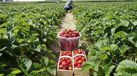 Erdbeerfeld und frische Erdbeeren