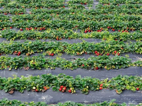 Erdbeerfelder im Sommer zur Erntezeit