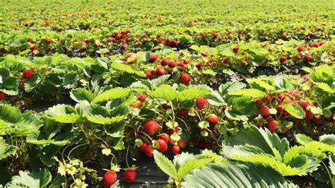 Erdbeerfelder in Deutschland während der Erntesaison