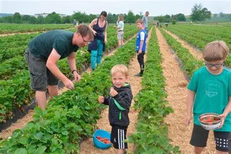 Erdbeerpflücken auf dem Feld mit Familie