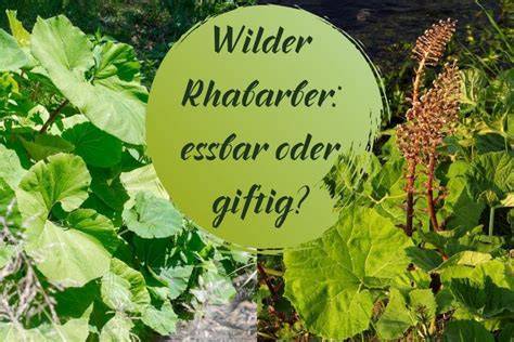 Erkennungsmerkmale Wilder Rhabarber