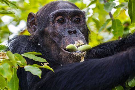 Ernährung natürlicher Affen im Vergleich zu Snacks