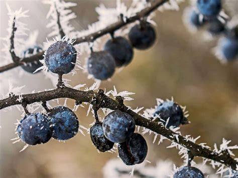 Ernte der Schlehen nach erstem Frost im Herbst