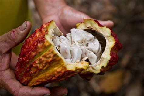 Ernte und Öffnen der Kakaofrüchte - Bohnen in der Pulpa