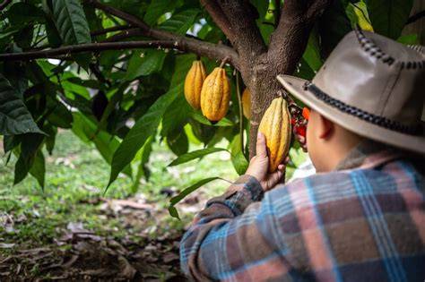 Ernte und Öffnen der Kakaofrüchte auf einer Plantage
