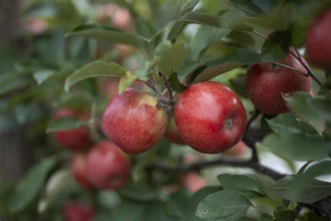 Ernte von Äpfeln in der Apfelsaison