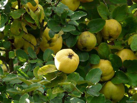 Ernte von Quitten im Herbst