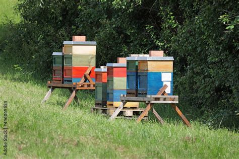 Erntezeit Salzwiesenhonig: Bienenstöcke an der Nordseeküste