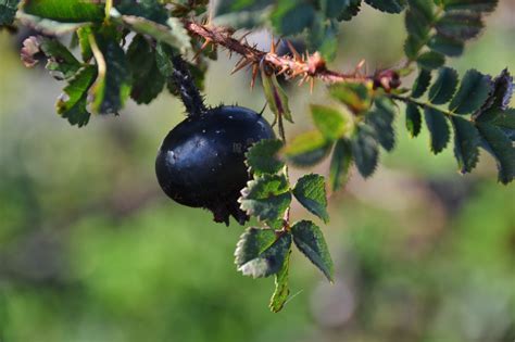 Erntezeit Schwarze Hagebutten, Rosenarten und Sammelhinweise