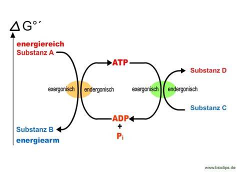 Ertragsphase: Bildung von ATP und NADH aus GAP bis Pyruvat