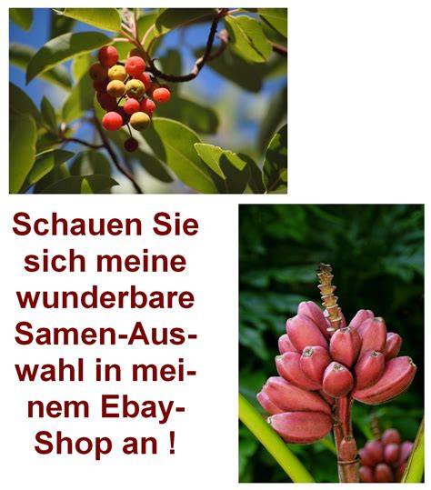 Essbare rosa Schoko-Federn als Flamingo-Flügel
