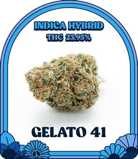 FAQ Blue Gelato 41: Wirkung, Geschmack und Anbau