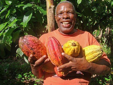 Fairtrade Kakaoanbau Dominikanische Republik Berger