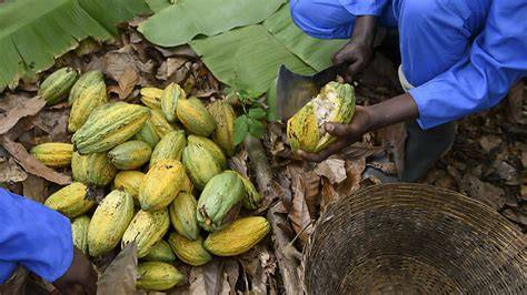 Fairtrade und Living Income: Kakaoanbau