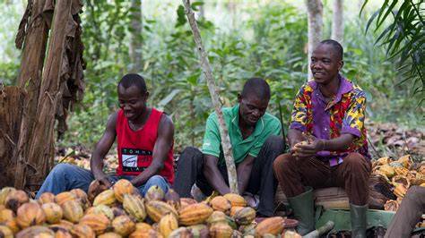 Fairtrade-Kriterien und nachhaltiger Kakao-Anbau