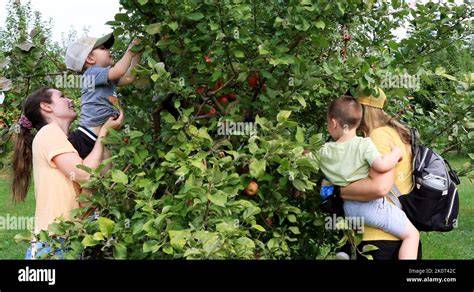 Familie beim Apfelpflücken auf einer Obstwiese