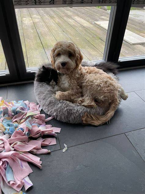 Familienbild Züchter mit Australian Labradoodle im Geestland