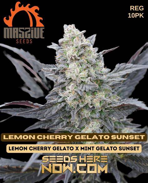 Farbige, dicht beblühte Lemon Cherry Gelato Knospen mit Trichomen