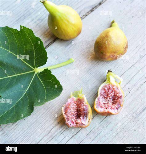 Feigen Ernte, Frisch vom Baum