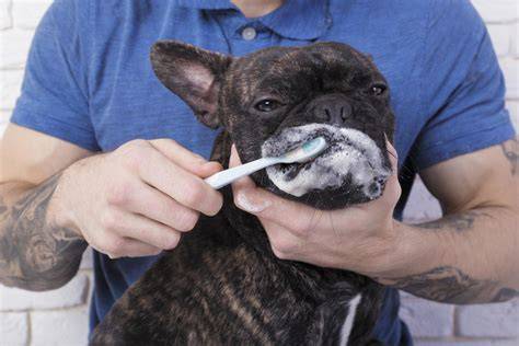 Fellpflege bei der Französischen Bulldogge