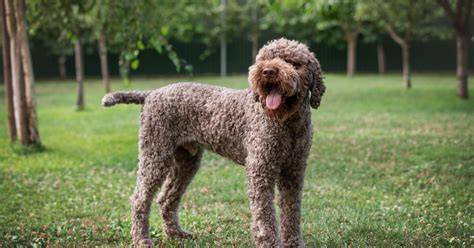 Fellstruktur des Lagotto Romagnolo