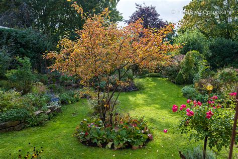 Felsenbirne im Garten mit Herbstfärbung