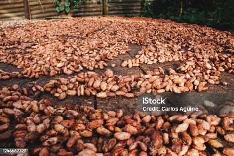 Fermentations- und Trocknungsprozess der Kakaobohnen