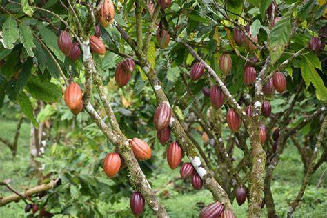 Finca de Cacao in Costa Rica - Forschungsplantage