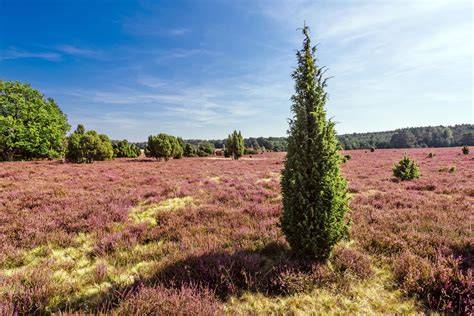 Finnische Landschaft mit Heide und Wiesen für Honigproduktion