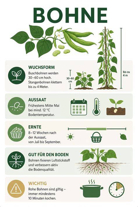 Fischwaffeln - Zutaten: Sandfisch und Bohne (Infografik)