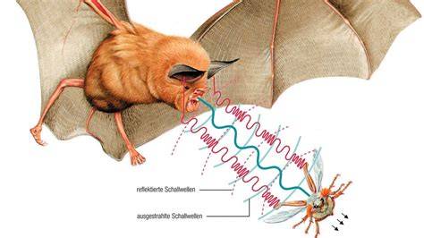 Fledermaus im Flug mit Schallwellen zur Veranschaulichung der Echoortung