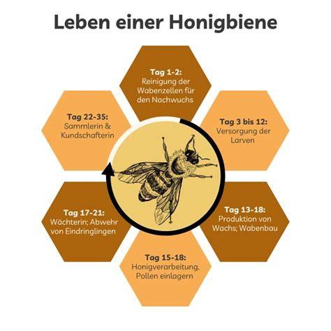 Fleiß der Honigbienen - Infografik