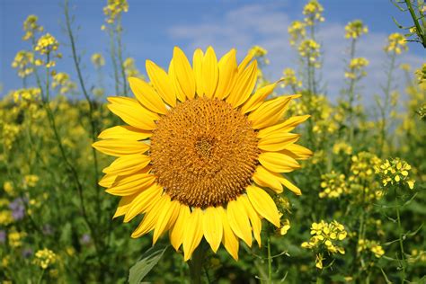 Formvarianten der Hefeblume: eingeschnittene Blüten, 5er-Kugeln, gedrehte Sonnenblume