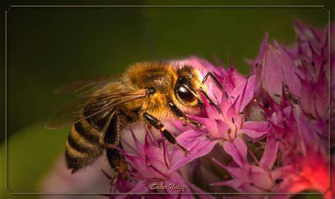 Foto: Biene auf Blüte beim Nektarsammeln