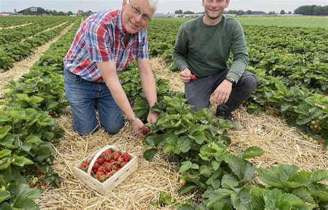 Foto: Frische Erdbeeren auf dem Feld - Auswahl für Marmelade