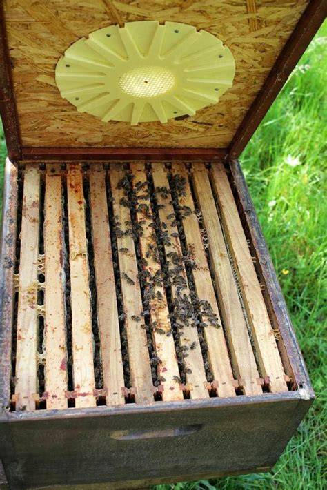 Foto: Honigraum am Morgen, Einsatz der Bienenflucht, Abfegen der Restbienen