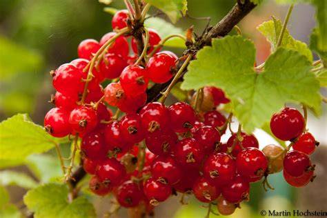 Foto: Johannisbeeren und Vanilleschote
