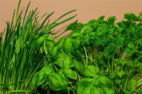 Foto: Knoblauchzehen und verschiedene Kräuter als Varianten