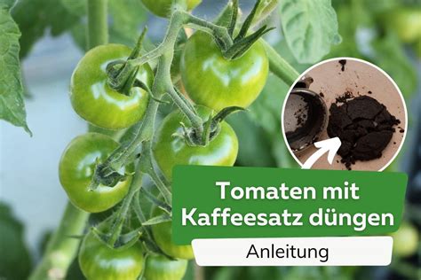 Foto: Tomatenpflanzen mit Kaffeesatz eingearbeitet