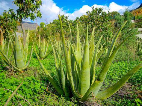 Foto Aloe Vera Pflanzen auf der Finca