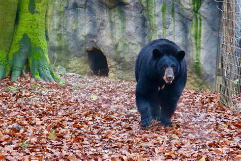 Foto von Winnie, der Schwarzbärin im Londoner Zoo