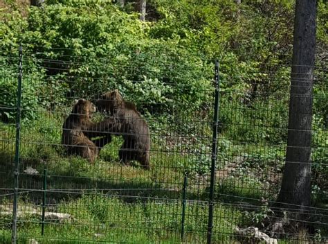 Fotodokumentation: Schleudern der Honigwaben im Bärenpark und Fütterung der Bären